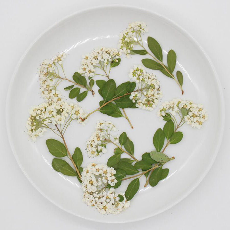 Dried Flower Bookmark - 60X Bunga Spiraea Putih Alami Kering