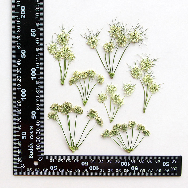 Dried Flower Bookmark - Herbarium Bunga Ammi Visnaga Kering yang