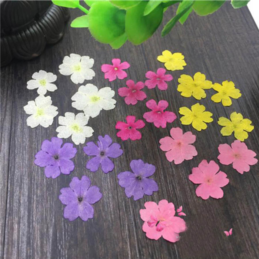 60 Buah 1-2Cm Ditekan Kering D - Dried Flower Bookmark ulasan dan harga