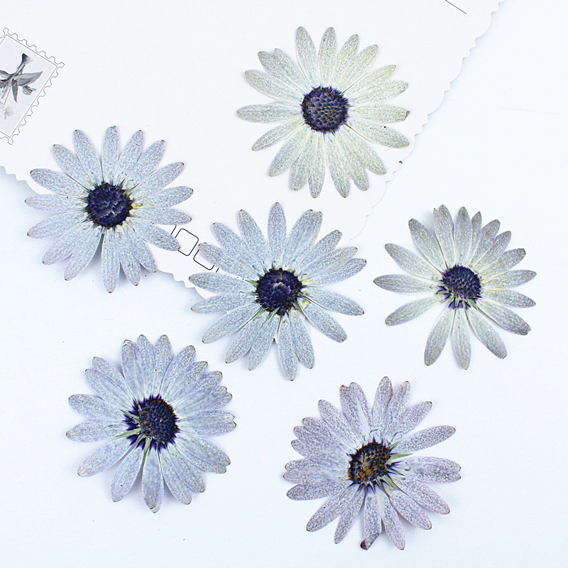 12 Buah/4-6Cm, Bunga Kering Ma - Dried Flower Bookmark ulasan dan harga