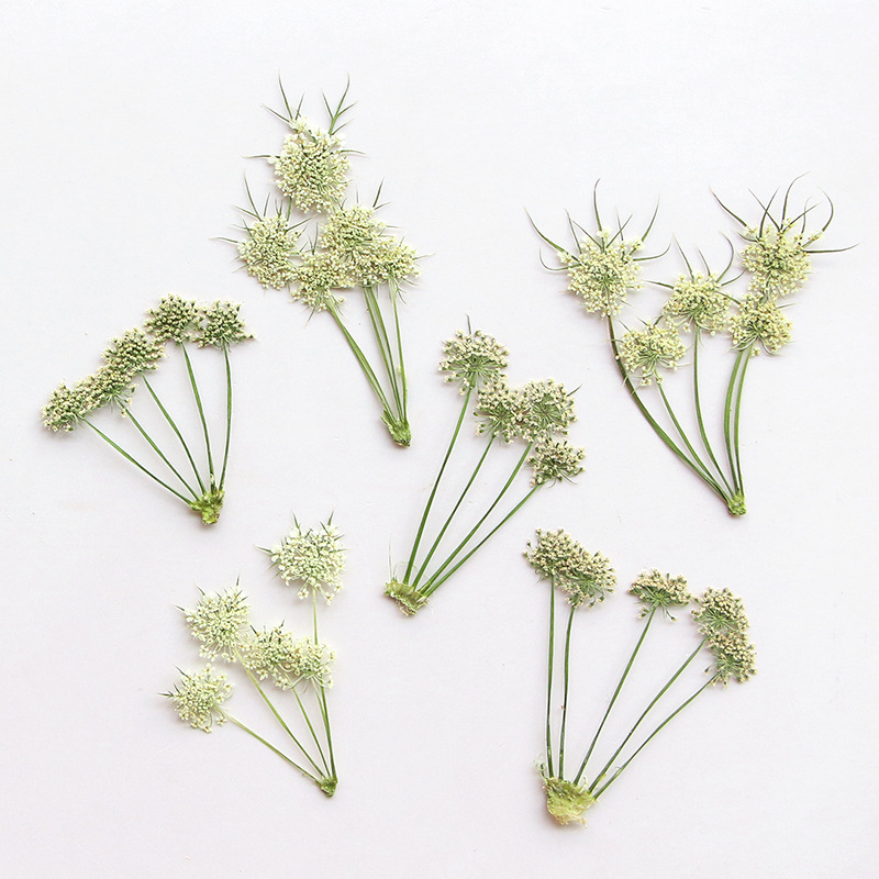 Herbarium Bunga Ammi Visnaga K - Dried Flower Bookmark ulasan dan harga