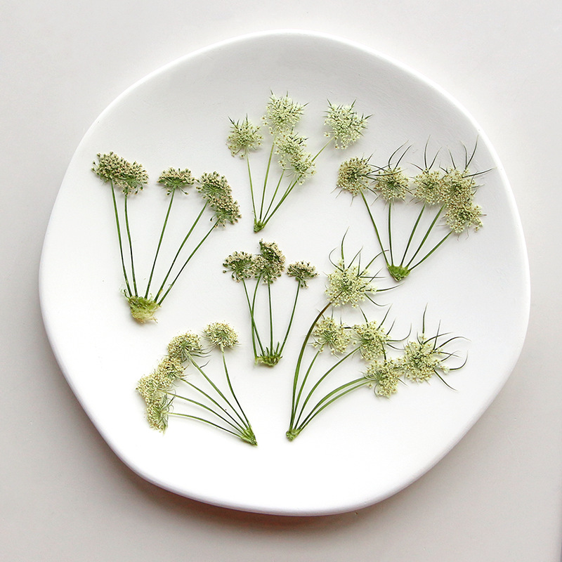 Herbarium Bunga Ammi Visnaga K - Dried Flower Bookmark ulasan dan harga